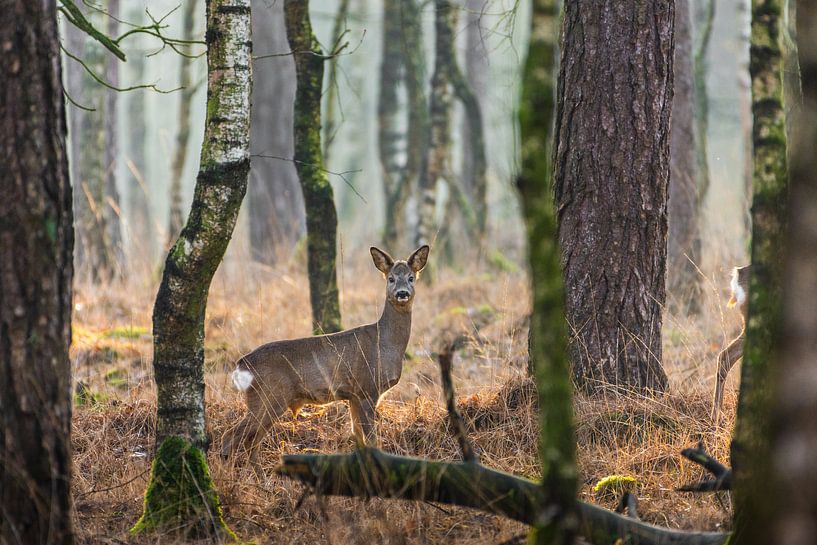 Ree in alerte houding in de Nederlandse bossen van Maarten Oerlemans