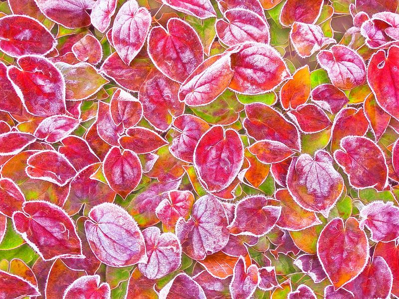 Winter-Joy (Leaves with frost) by Caroline Lichthart
