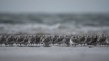 Budenwanderer Strand IJmuiden von Martijn Winkelaar