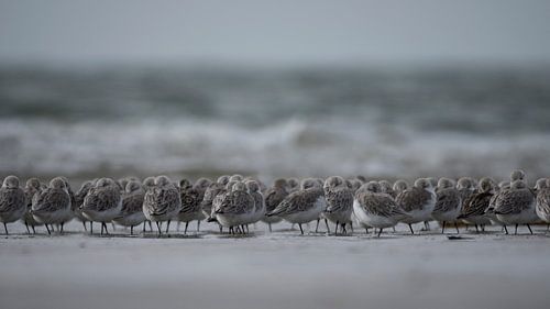 standlopers strand IJmuiden