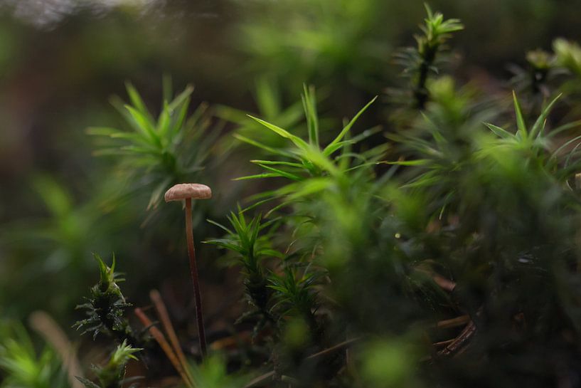 Unter den Riesen von Rik Verslype