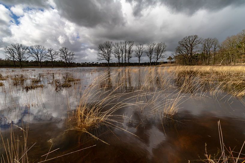 Reflection in the Mast Forest by Paul Veen