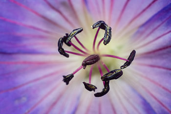 paarse geranium