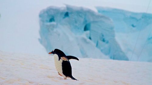 Ezelspinguin aan de wandel