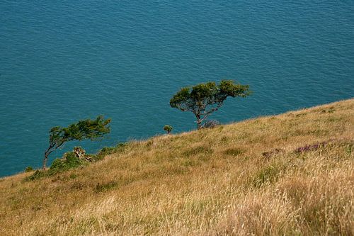 Trees on cliff edge