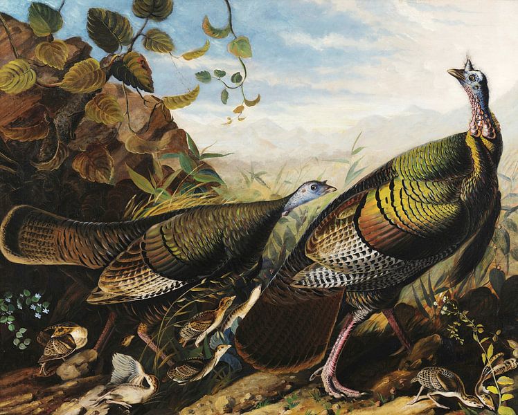 Wilde kalkoen haan, hen en jong, John James Audubon van Meesterlijcke Meesters