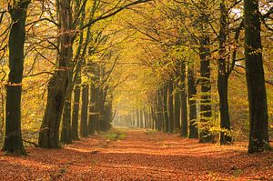 Herfst in een laan van Sander van der Werf