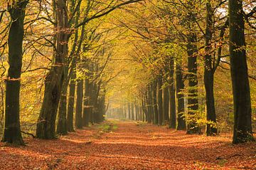 Herbst in einer Allee von Sander van der Werf