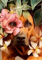 Rhodesian Ridgeback