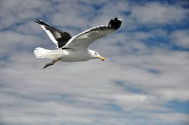 Möwe im Flug am Himmel über Christchurch von Frank Photos
