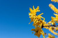 yellow forsythia flowers in spring with view in the blue sky