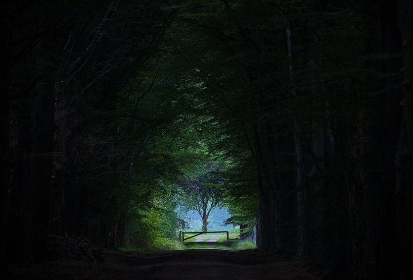 Forest of the future - Fochteloërveen - Assen -Drenthe (Netherlands) by Marcel Kerdijk