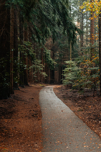 Ruhe und Natur im Wald