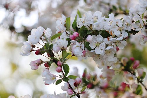 Appelbloesem