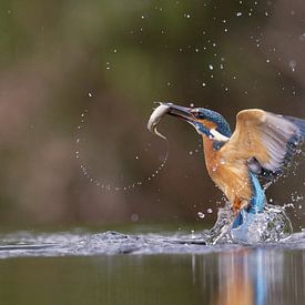 IJsvogel met vis van Wim van der Meule