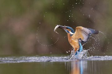 IJsvogel met vis van Wim van der Meule