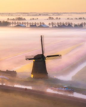 Mill in the Mist - Spring light over Tulip fields by Ewold Kooistra