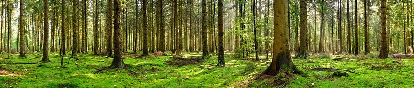 Forest by Günter Albers