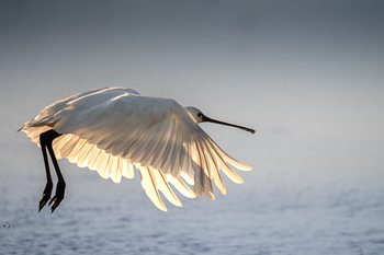 Lepelaar opvliegend in blauwe uur