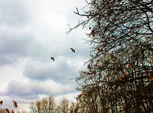 Wilde eenden in vlucht