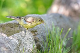 Yellow warbler (Hippolais icterina)