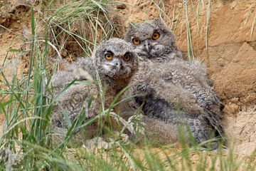 Eurasian Eagle Owls ( Bubo bubo ), young chicks sur wunderbare Erde
