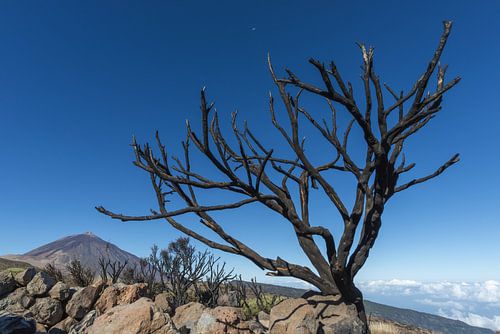 Brandwondenlittekens, Pico del Teide