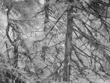 Bomen in een winderig bos, close-up infrarood opname