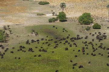 Kudde buffalos van Erna Haarsma-Hoogterp