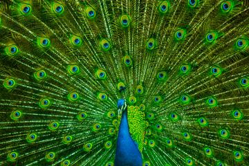 Peacock (Center) by Gig-Pic by Sander van den Berg