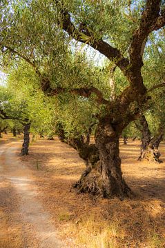 Oliveraie à Zakynthos, Grèce sur Didi van Dijken