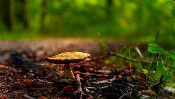Close-up van een herfst paddenstoel in het bos van Rob Baken