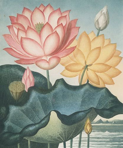 The Sacred Egyptian Bean, Robert John Thornton