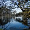 Stilte aan het bosmeer van Mart Houtman