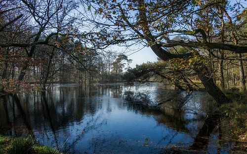 Stilte aan het bosmeer