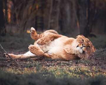 Ce que vous regardez ? ! sur Sandra Bos