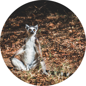 Ringstaartmaki in het Isalo Nationaal Park in Madagascar van Expeditie Aardbol
