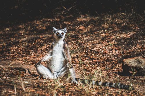 Ringstaartmaki in het Isalo Nationaal Park in Madagascar