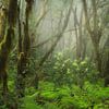 Les magnifiques forêts de lauriers par une journée brumeuse à Ténériffe. sur Jos Pannekoek