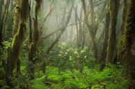 The beautiful laurel forests on a misty day in Tenerife. by Jos Pannekoek thumbnail
