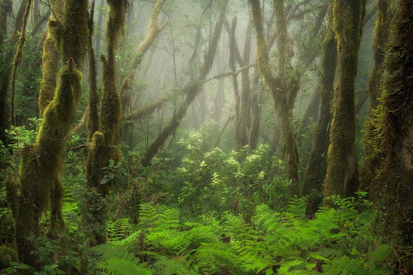 The beautiful laurel forests on a misty day in Tenerife. by Jos Pannekoek