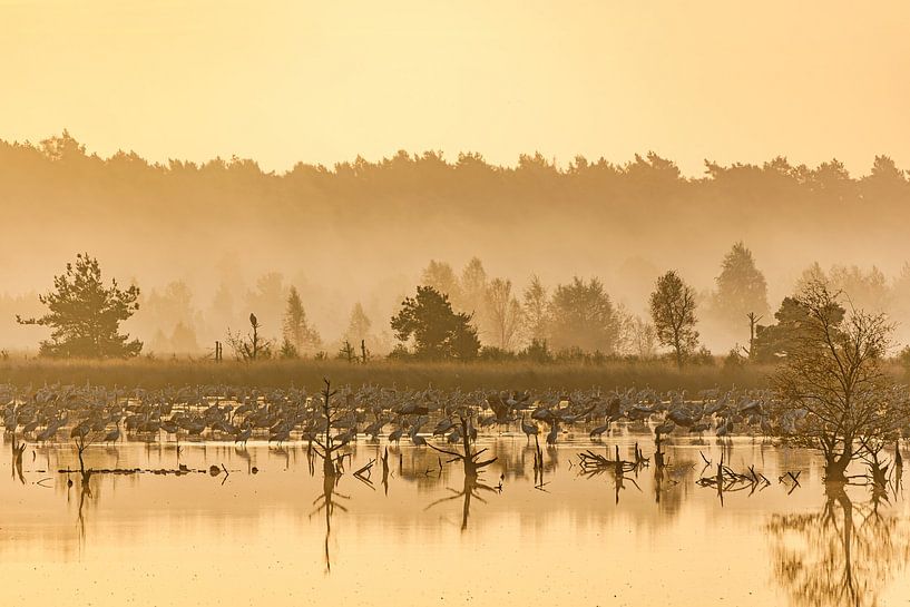 Rast der Kraniche von Ronald Kehrwieder