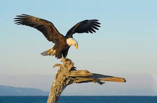 Pygargue à tête blanche III sur Harry Eggens