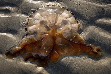 'jellyfish mask' by Tanja Otten Fotografie