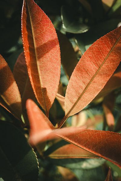 Leaves in the sun by Jan