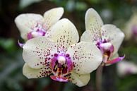 Drie orchideeën van Nicolette Vermeulen thumbnail