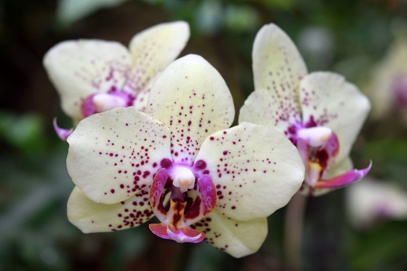 Drie orchideeën van Nicolette Vermeulen