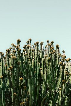 Kaktus Vibes | Druck Gran Canaria Kanarische Inseln | Spanien botanische Reisefotografie von HelloHappylife
