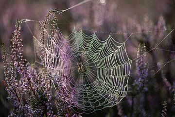 Macro spinnenweb in de hei van Susan van Etten