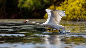 Schwan in Donaudelta
